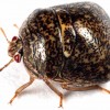 kudzu_adult