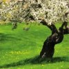 fruit tree