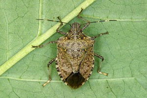 Cover photo for Stink Bugs in the Home