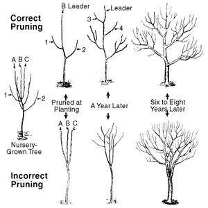 Why Is It Important to Prune Fruit Trees Every Year? | North Carolina ...