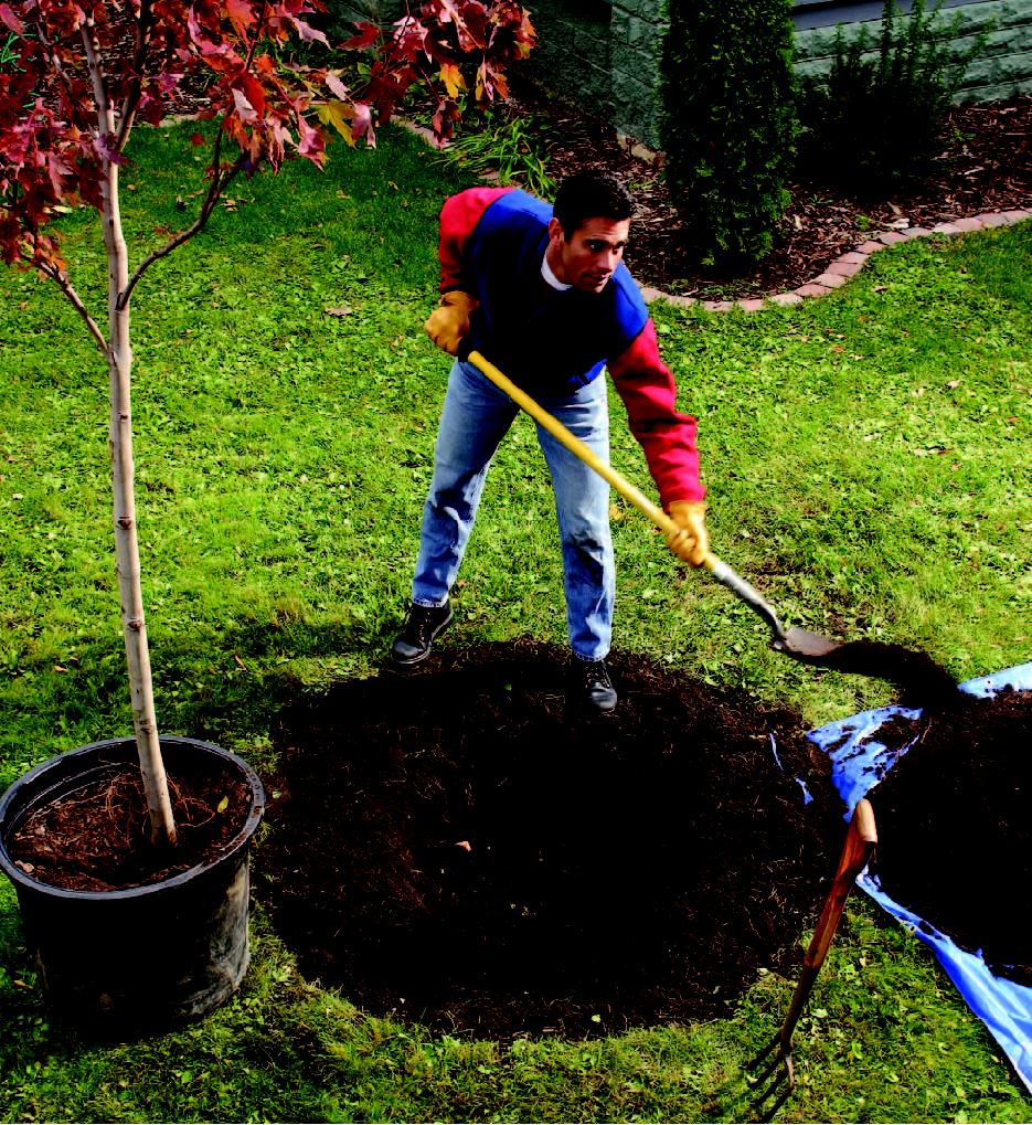 Do You Know How to Properly Plant Trees and Shrubs ...