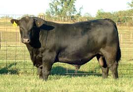 Cover photo for Helpful Tips for Bull Selection