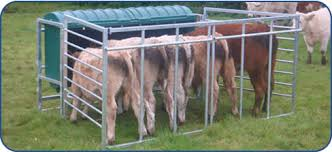 Do You Know the Advantages of Creep Feeding Your Calves | North