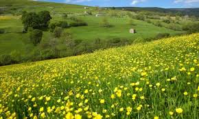 Cover photo for Tired of Seeing Buttercup in Your Pasture?