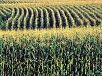 Cover photo for Important Facts to Know About Corn Hybrids Selection