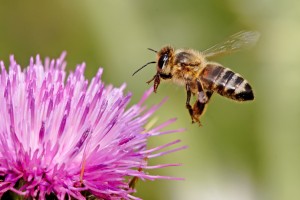 honey bee