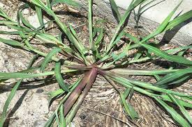 Cover photo for Suggestions on Controlling Crabgrass in Your Lawn