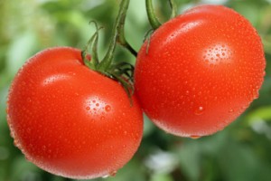 Cover photo for The 2025 Tomato Tasting