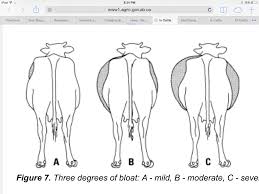 What Happens When Cows Bloat  : Essential Guide