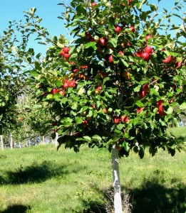 Cover photo for Winter Fruit Tree Pruning Workshop