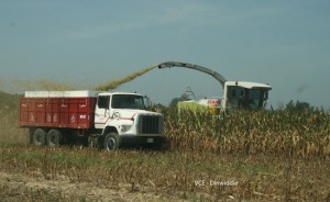 Cover photo for How Can a Farmer Preserve High-Quality Silage?