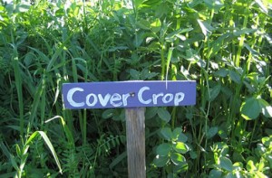 Cover photo for How Do You Choose the Best Winter Cover Crop for Your Situation?