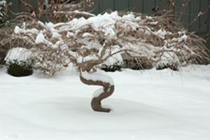 Cover photo for How Can We Help Our Outdoor Plants Survive Old Man Winter?
