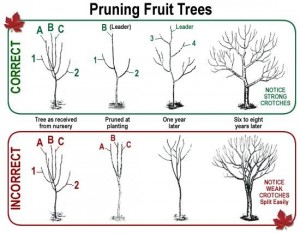 Cover photo for Don't Be Afraid to Heavily Prune Your Fruit Trees