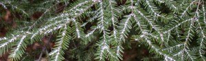 Cover photo for If Your Hemlocks Look Like This, You Have Problems