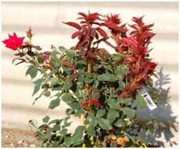 Cover photo for New Ornamental Pest Alert!