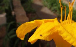 Adult daylily leafminer. Photo: SDF