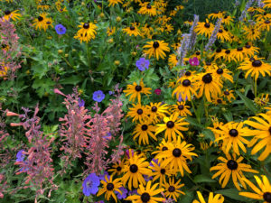 Cover photo for Pollinator Garden Tour on July 18!