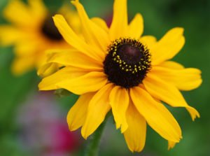 Black-eyed susan (Rudbeckia hirta) in late May.