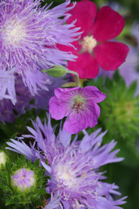 Stoke’s aster, poppy mallow, and geranium.