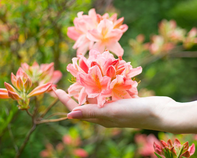 Plants Flowering Out of Season | North Carolina ...