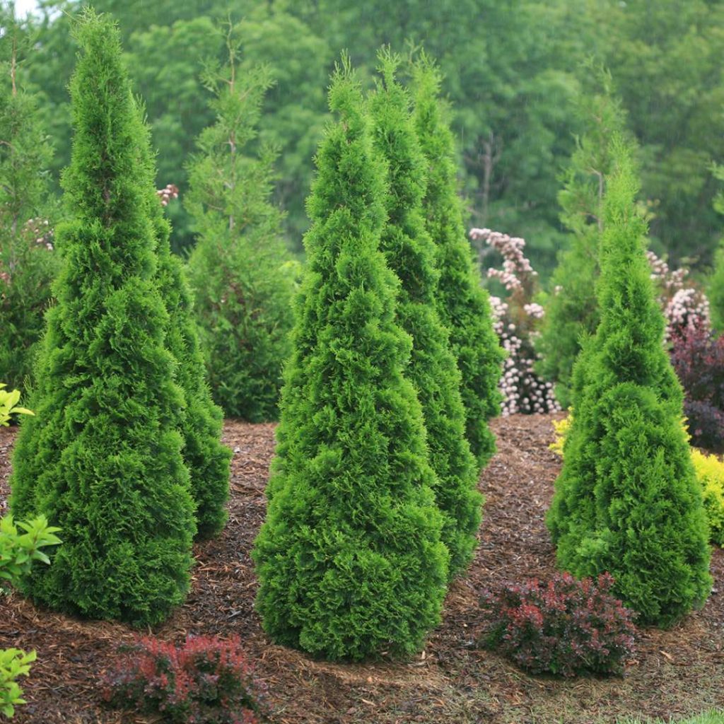 evergreens used as screening plants