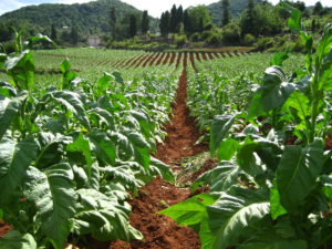 Cover photo for North Carolina Fact Sheet for the Upcoming Tobacco Associates Export Promotion Referendum