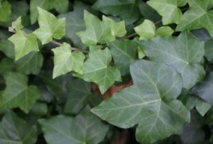 English Ivy