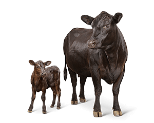 cattle-cow-calf