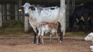 cow and calf