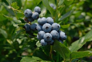 blueberries