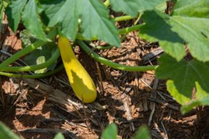 summer squash