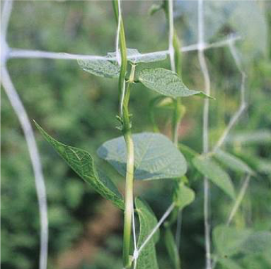 Snap beans growing on horticultural trellis netting
