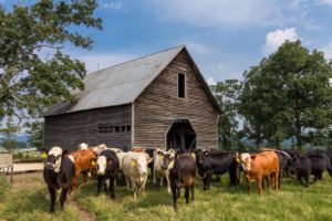cattle and barn