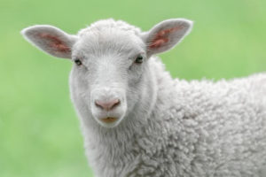 lamb