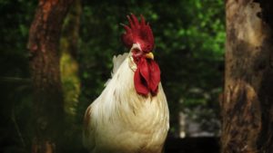 rooster