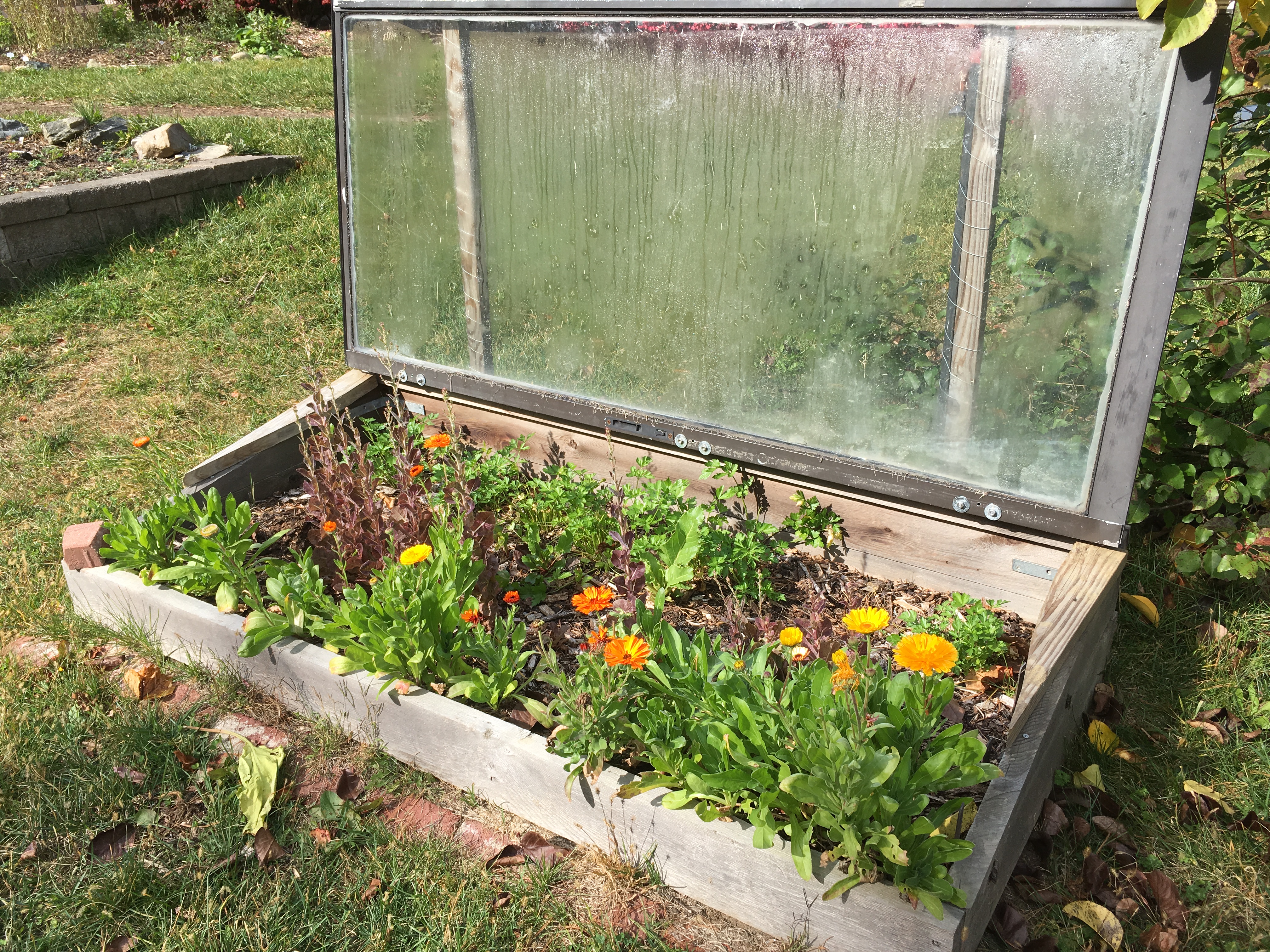 Cold frames to keep plants warm