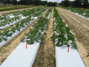 rows of squash plants in the field