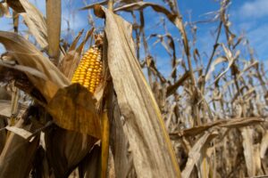 Corn Field