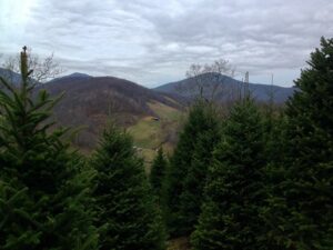 North Carolina Christmas Tree Farm