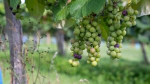 grape pruning workshop