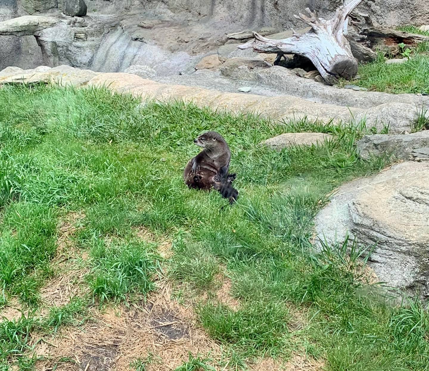 Who doesn't love a river otter?!