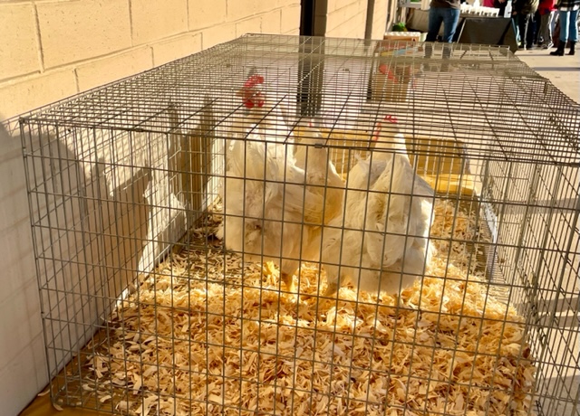 Three chickens displayed in a metal cage.