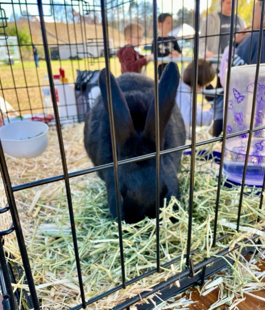 A black bunny in a cage.