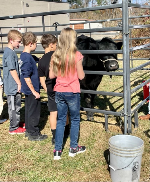 A group of children inspect a cow in a pen. 