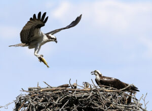 Cover photo for January CCP Virtual Meeting About Celebrating Milestones in Conservation