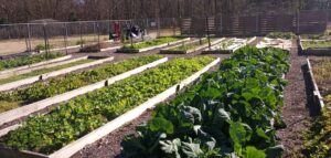 Cover photo for Cub Creek Community Garden Plots are Full at This Time!