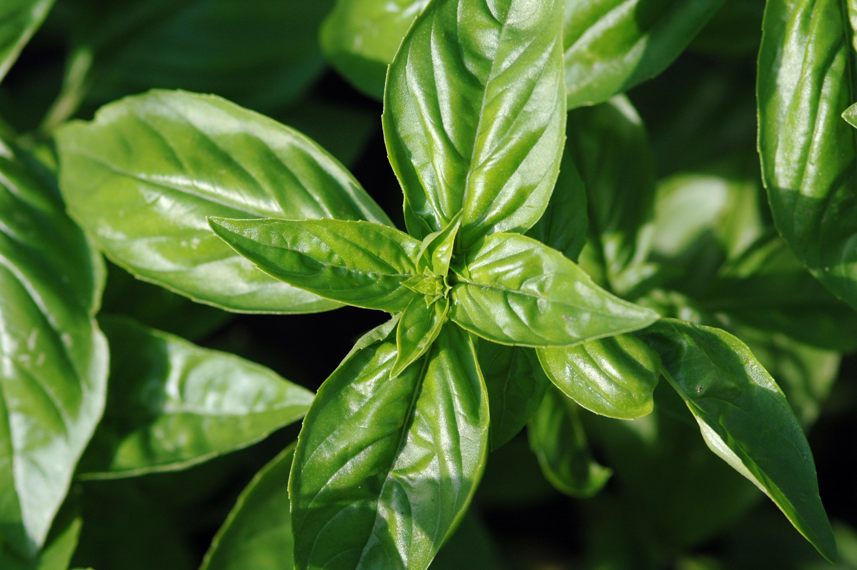 Basil leaves on the plant.