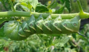 A hornworm on a tomato vine