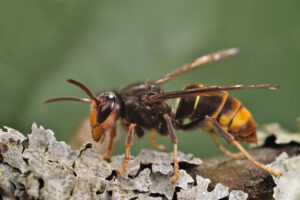 Cover photo for Yellow-Legged Hornet Found in Georgia